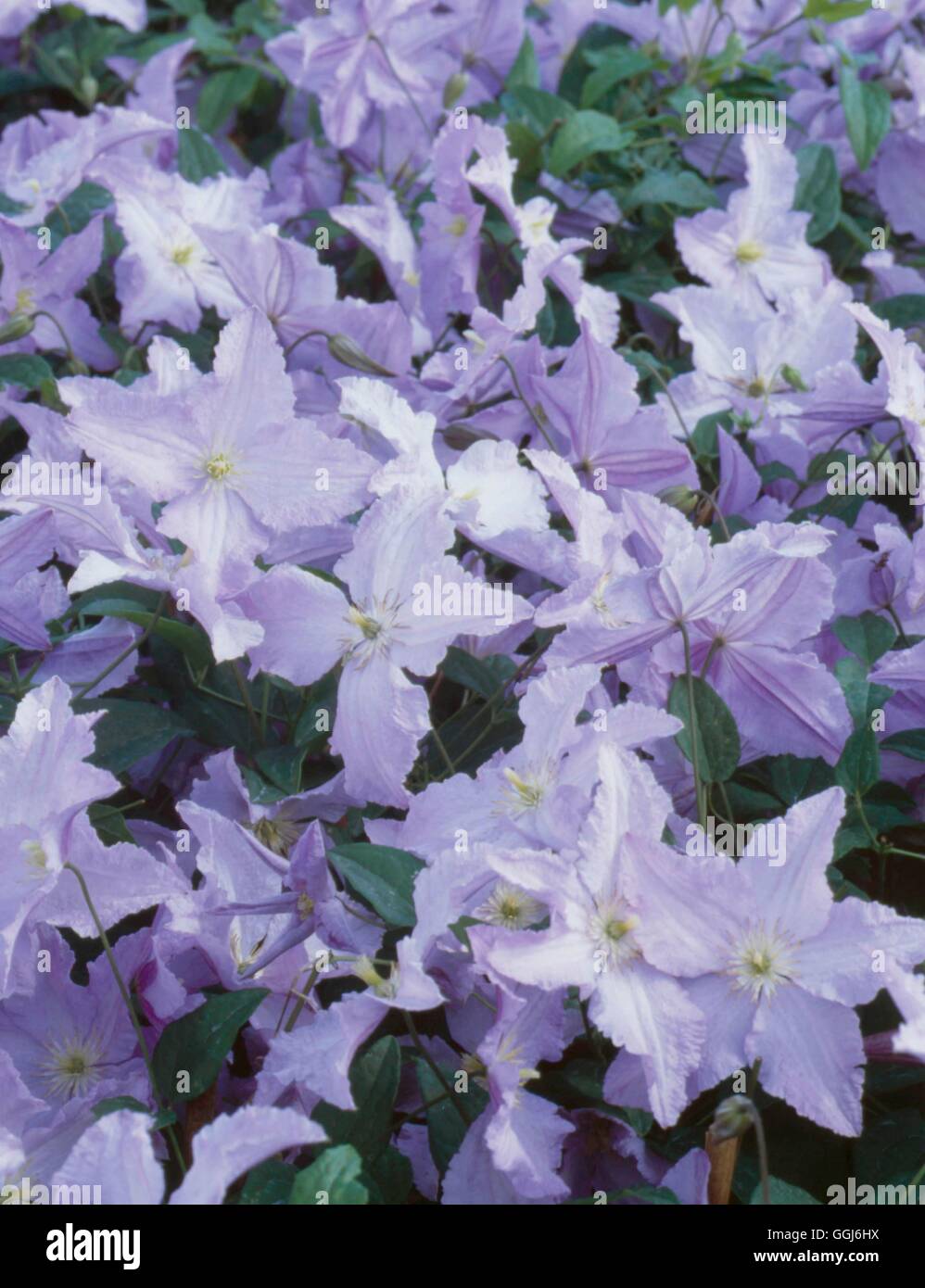 Clematis - `Blekitny Aniol' AGM - (Syn: C.`Blue Angel')   CLE109597  /Photosh Stock Photo
